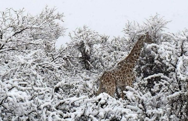 В Южной Африке неожиданно выпал снег: побиты многолетние рекорды температур, фото и видео