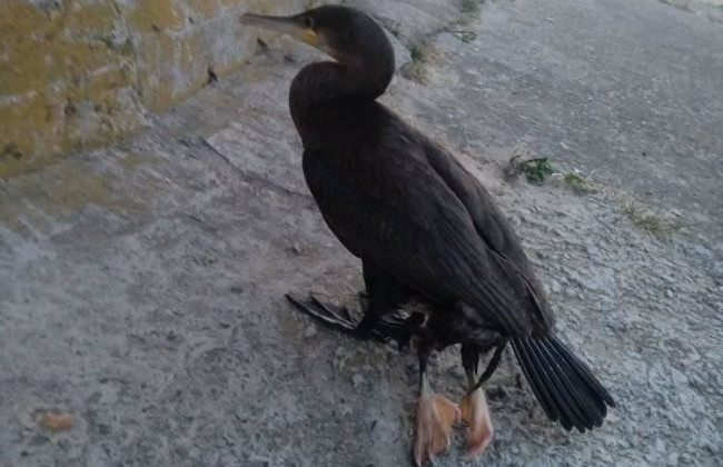 Под Киевом заметили птицу с удивительной патологией