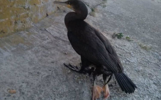 Под Киевом заметили птицу с удивительной патологией