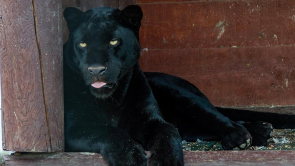 В экопарке под Полтавой пантера напала на человека: подробности инцидента