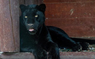 В экопарке под Полтавой пантера напала на человека: подробности инцидента