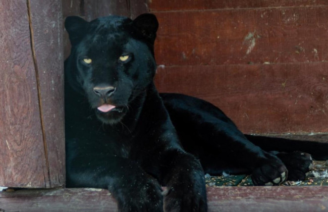 В экопарке под Полтавой пантера напала на человека: подробности инцидента