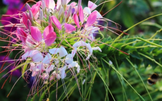 В столичном ботсаду началось цветение редких растений: фото