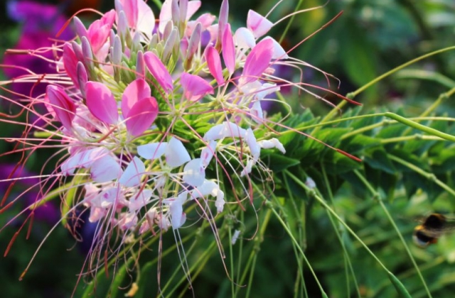 В столичном ботсаду началось цветение редких растений: фото