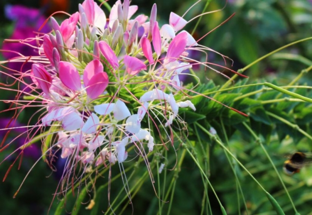 В столичном ботсаду началось цветение редких растений: фото