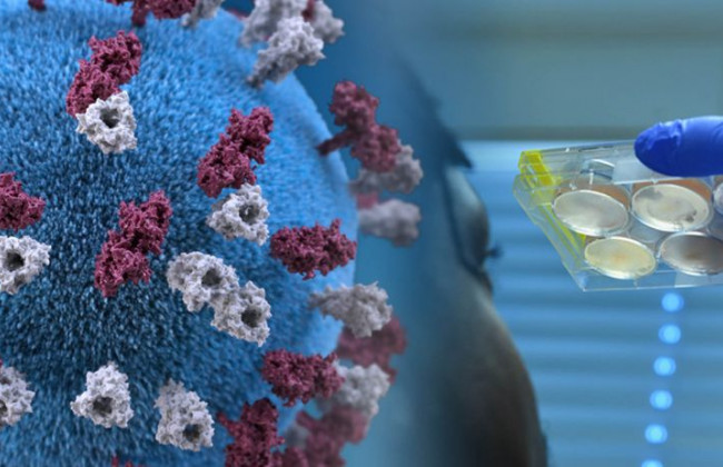 Назвали причины появления новых мутаций коронавируса