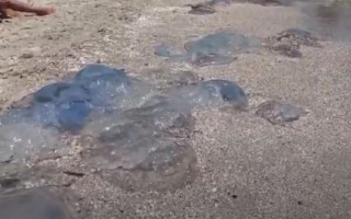 Медузы, блохи и огромные пауки: туристы говорят о новом нашествии в Кирилловке