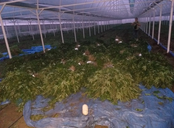 На Дніпропетровщині викрили плантацію конопель на понад 130 млн грн