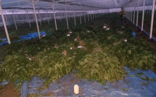 На Дніпропетровщині викрили плантацію конопель на понад 130 млн грн