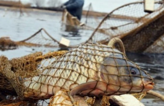 ВС роз’яснив, коли настає кримінальна відповідальність за незаконне зайняття рибним добувним промислом