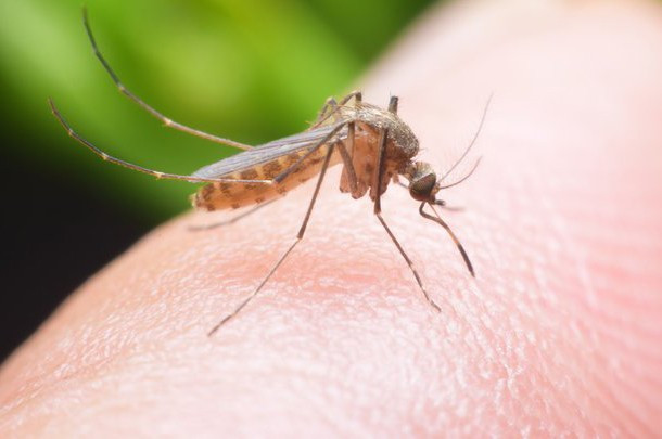У жителей Киева обнаружили редкостную болезнь: разносчиками являются комары