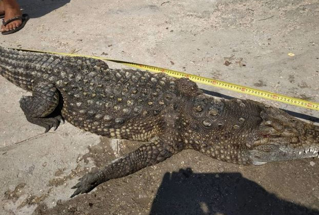 На Арабатской стрелке заметили крокодила: что известно
