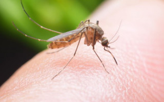 У жителей Киева обнаружили редкостную болезнь: разносчиками являются комары