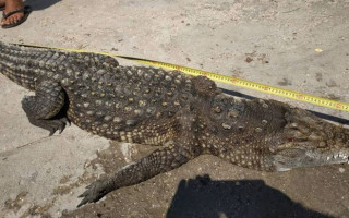 На Арабатской стрелке заметили крокодила: что известно