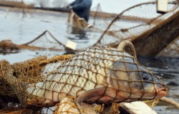 ВС роз’яснив, коли настає кримінальна відповідальність за незаконне зайняття рибним добувним промислом