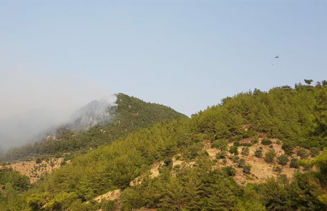 В Турции арестовали шесть человек за поджог лесов