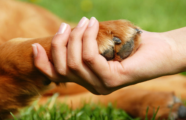 Зеленский подписал закон об ужесточении ответственности за жестокое обращение с животными