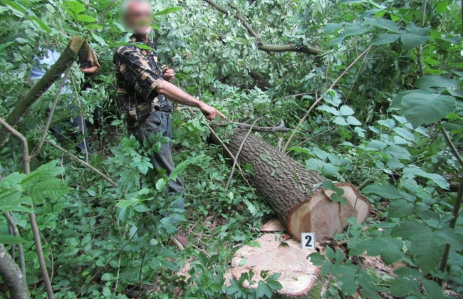 Під Києвом чоловік незаконно вирубав ліс майже на 100 тисяч грн