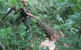 Під Києвом чоловік незаконно вирубав ліс майже на 100 тисяч грн