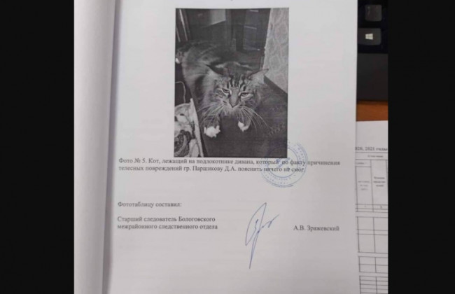 В России на допрос вызвали кота