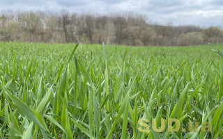 Яку допомогу отримають фермери, які втратили врожай через негоду: рішення уряду