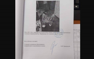 В России на допрос вызвали кота