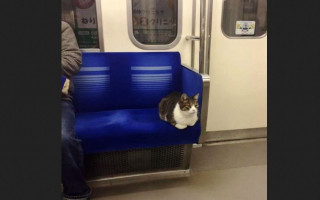 Потерялся на станции: в киевском метро третий день ищут кота