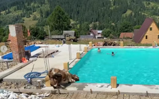 Животные тоже умеют отдыхать: в Карпатах корова искупалась в бассейне с детьми