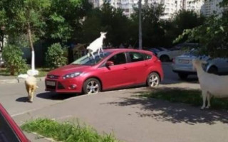 В Киеве во дворах многоэтажек «паслись» козы