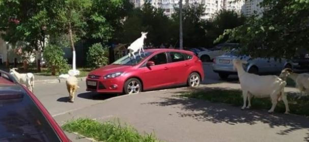 В Киеве во дворах многоэтажек «паслись» козы