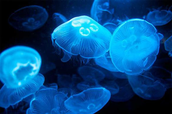 Новая напасть на Азовском море: люди жалуются на интоксикацию после укусов медуз