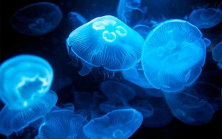 Новая напасть на Азовском море: люди жалуются на интоксикацию после укусов медуз