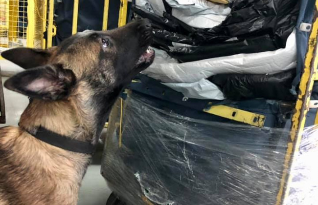 Службовий собака Київської митниці виявив весільні льодяники з психотропами