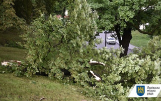 Подтоплены улицы, повалены деревья: Львов накрыл ураган с грозой