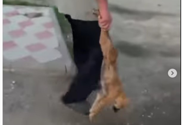 В Тернопольской области мужчина жестоко избил щенка и носил его вверх лапками по улице