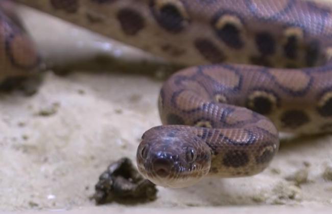 Жительница Полтавы обнаружила в своем туалете метрового удава