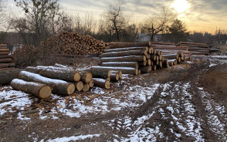 Незаконна рубка лісів на Житомирщині: перед судом постануть 13 осіб