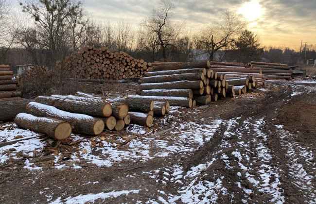 Незаконна рубка лісів на Житомирщині: перед судом постануть 13 осіб