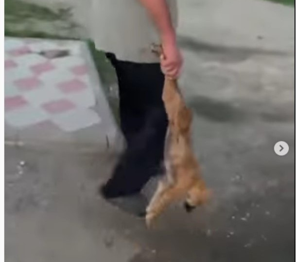 В Тернопольской области мужчина жестоко избил щенка и носил его вверх лапками по улице