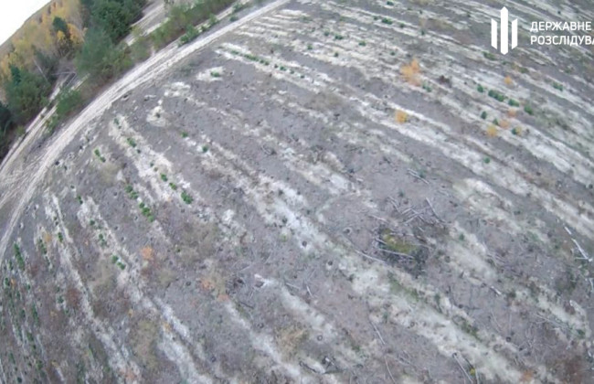 ДБР викрило масштабні незаконні рубки на Київщині майже на 15 млн грн