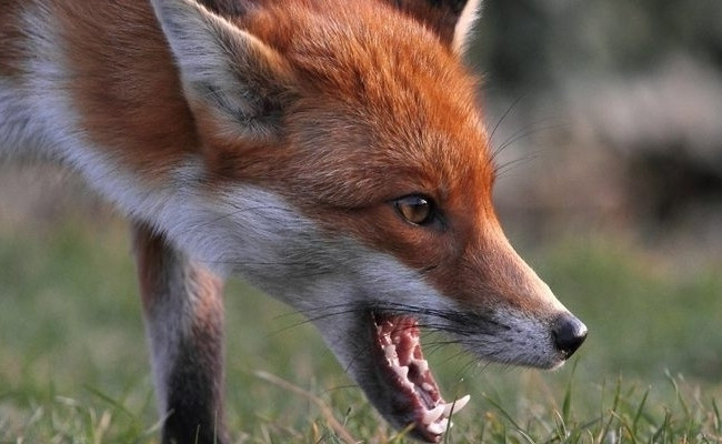 Під Києвом дика лисиця покусала жінку: фото