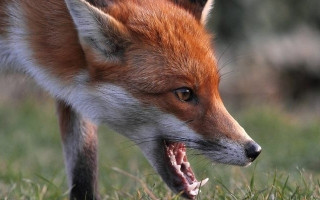 Під Києвом дика лисиця покусала жінку: фото