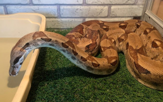 В Голосеевском районе Киева ищут удава