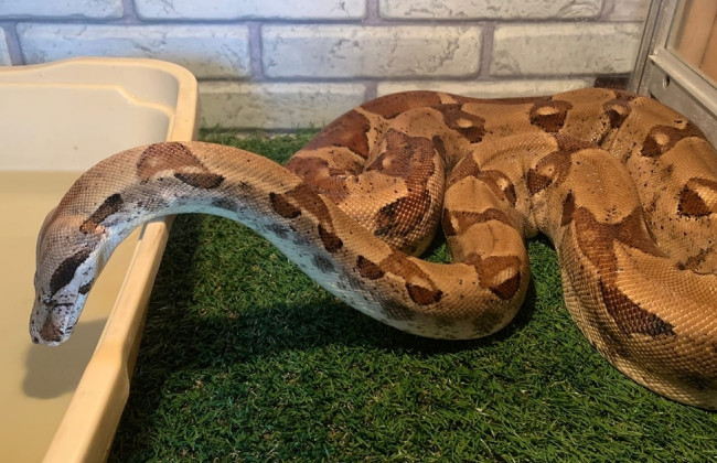 В Голосеевском районе Киева ищут удава