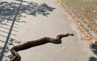 В Киеве посреди улицы нашли пропавшего удава, фото