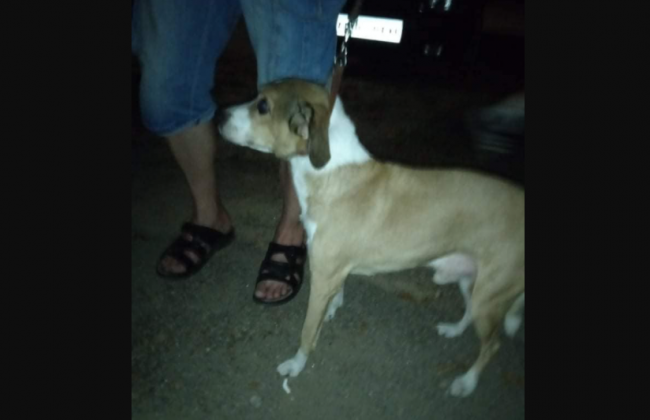 В Запорожье пьяный живодер пытался повесить собаку