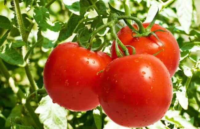 В Узбекистане выращивают необычные помидоры – с вакциной от COVID