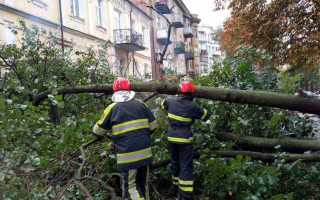 У Києві дерева впали на автомобілі