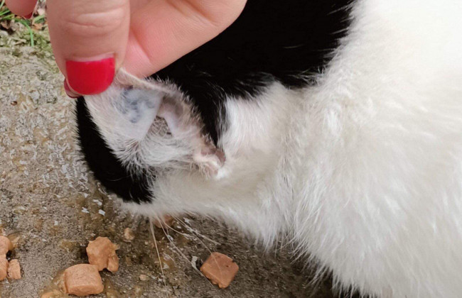 В Херсоне неизвестные набили нацистскую татуировку кошке: фото