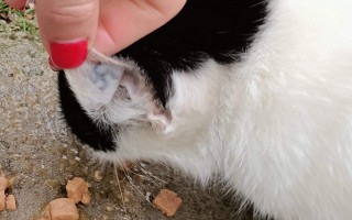 В Херсоне неизвестные набили нацистскую татуировку кошке: фото